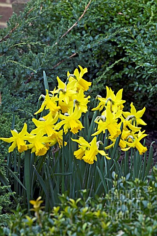 NARCISSUS_CYCLAMEUS_FEBRUARY_GOLD__SURREY_APRIL