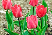 TULIPA MADAME LEFEBER,  RHS WISLEY: APRIL