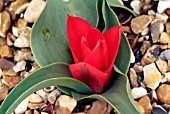 TULIPA LADY GUNA,  RHS WISLEY: APRIL