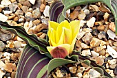 TULIPA GIRLFRIEND,  RHS WISLEY: APRIL