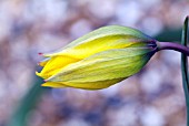 TULIPA SYLVESTRIS,  RHS WISLEY: APRIL