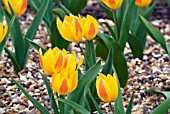 TULIPA HEWERI,  RHS WISLEY: APRIL