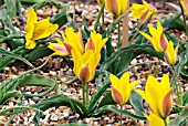 TULIPA KOLPAKOWSKIANA,  RHS WISLEY: APRIL