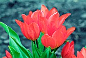 TULIPA PRAESTANS FUSILIER,  RHS WISLEY: APRIL