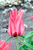 TULIPA INGENS,  RHS WISLEY: APRIL