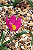 TULIPA HUMILIS PINK CHARM,  RHS WISLEY: APRIL