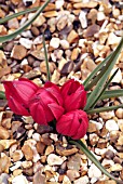 TULIPA HUMILIS LILLIPUT,  RHS WISLEY: APRIL