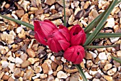 TULIPA HUMILIS LILLIPUT,  RHS WISLEY: APRIL