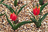 TULIPA SHRENKII,  RHS WISLEY: APRIL