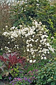 MAGNOLIA STELLATA WITH RHEUM AND PULMONARIA,  EAST SUSSEX: APRIL