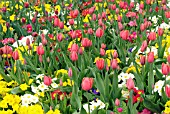 SPRING BEDDING WITH PRIMULA CRESCENDO SERIES,  TULIPA ORANGE CASSINI AND T. ABU HASSAN,  RHS WISLEY: APRIL