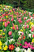 SPRING BEDDING WITH PRIMULA CRESCENDO SERIES,  TULIPA ORANGE CASSINI AND T. ABU HASSAN,  RHS WISLEY: APRIL