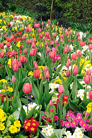 SPRING_BEDDING_WITH_PRIMULA_CRESCENDO_SERIES__TULIPA_ORANGE_CASSINI_AND_T_ABU_HASSAN__RHS_WISLEY_APR