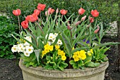 CONTAINER WITH TULIPA BERNADETTE AND PRIMULAS,  RHS WISLEY: APRIL