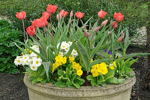 CONTAINER_WITH_TULIPA_BERNADETTE_AND_PRIMULAS__RHS_WISLEY_APRIL