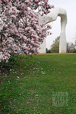 HENRY_MOORES_THE_ARCH_WITH_MAGNOLIA_X_SOULANGEANA_IN_FOREGROUND_AT_RHS_WISLEY_APRIL