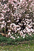 MAGNOLIA X SOULANGEANA,  RHS WISLEY: APRIL