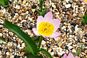 TULIPA SAXATILIS (BAKERI GROUP) LILAC WONDER,  RHS WISLEY: APRIL