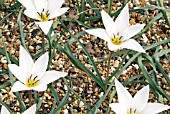 TULIPA LADY JANE,  RHS WISLEY: APRIL