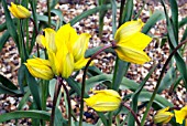 TULIPA SYLVESTRIS,  RHS WISLEY: APRIL