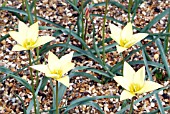 TULIPA TINKA,  RHS WISLEY: APRIL