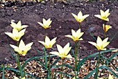 TULIPA TINKA,  RHS WISLEY: APRIL