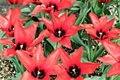 TULIPA INGENS,  RHS WISLEY: APRIL