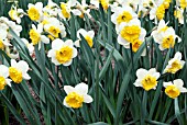 NARCISSUS BLUES,  RHS WISLEY: APRIL