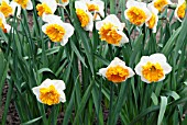 NARCISSUS CZARDAS,  RHS WISLEY: APRIL