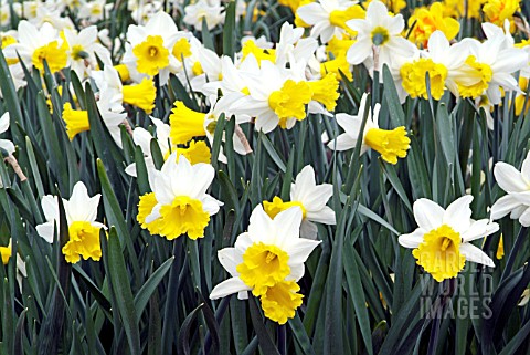 NARCISSUS_WISLEY__RHS_WISLEY_APRIL