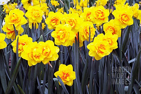 NARCISSUS_UP_DATE__RHS_WISLEY_APRIL