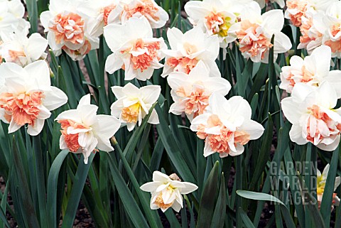 NARCISSUS_MY_STORY__RHS_WISLEY_APRIL