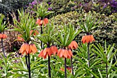 FRITILLARIA IMPERIALIS RUBRA,  RHS WISLEY: APRIL