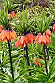 FRITILLARIA IMPERIALIS RUBRA,  RHS WISLEY: APRIL