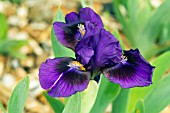 IRIS DOUBLE LAMENT,  RHS WISLEY: APRIL