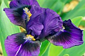 IRIS DOUBLE LAMENT,  RHS WISLEY: APRIL