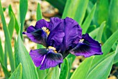 IRIS DOUBLE LAMENT,  RHS WISLEY: APRIL