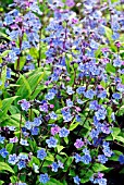 OMPHALODES CAPPADOCICA CHERRY INGRAM,  MAY