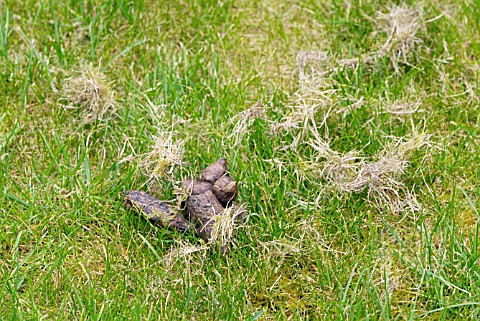 CAT_FAECES_ON_LAWN__SURREY_MAY