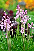 HYACINTHOIDES HISPANICA,   MAY