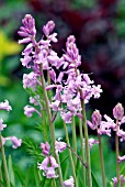 HYACINTHOIDES HISPANICA,   MAY