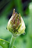 OPENING BUD OF ALLIUM CHRISTOPHII,   MAY