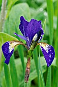 IRIS SIBIRICA OTTAWA,  MAY