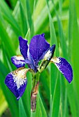 IRIS SIBIRICA OTTAWA,   MAY