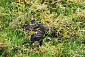 CAT FAECES ON LAWN,  SURREY: JUNE