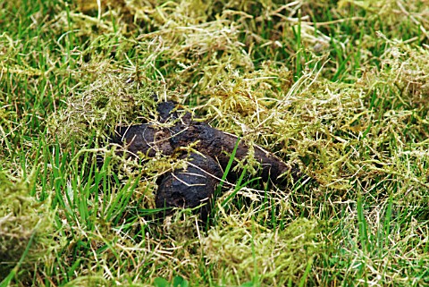 CAT_FAECES_ON_LAWN__SURREY_JUNE