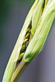 FLOWER BUDS OF PHORMIUM YELLOW WAVE ABOUT TO BREAK OUT FROM PROTECTIVE SHEAF,  JUNE