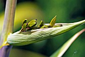 FLOWER BUDS OF PHORMIUM YELLOW WAVE BREAKING OUT FROM PROTECTIVE SHEAF,  JUNE