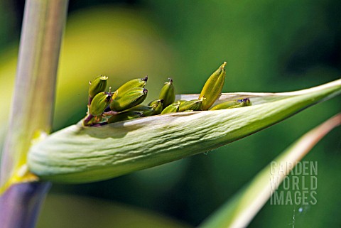 FLOWER_BUDS_OF_PHORMIUM_YELLOW_WAVE_BREAKING_OUT_FROM_PROTECTIVE_SHEAF__JUNE