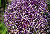 ALLIUM CHRISTOPHII,  JUNE